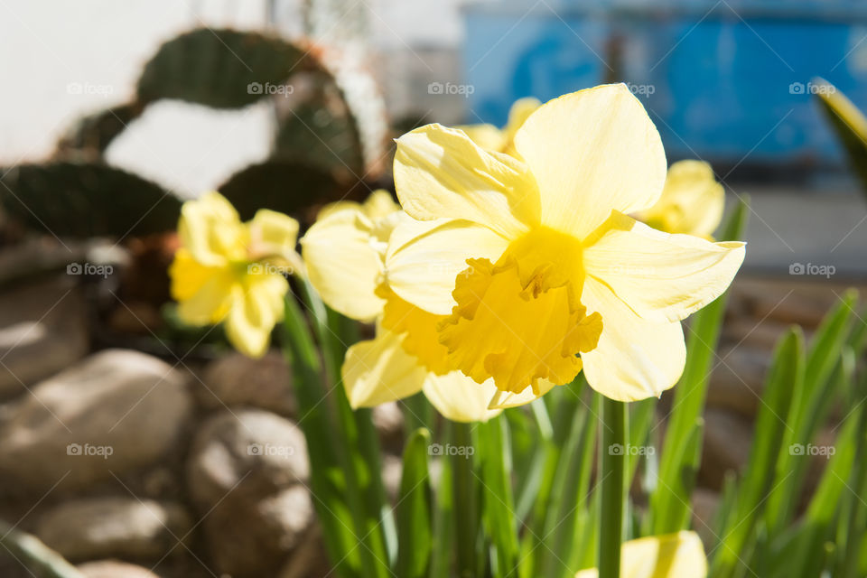 Sunlight on yellow flowers