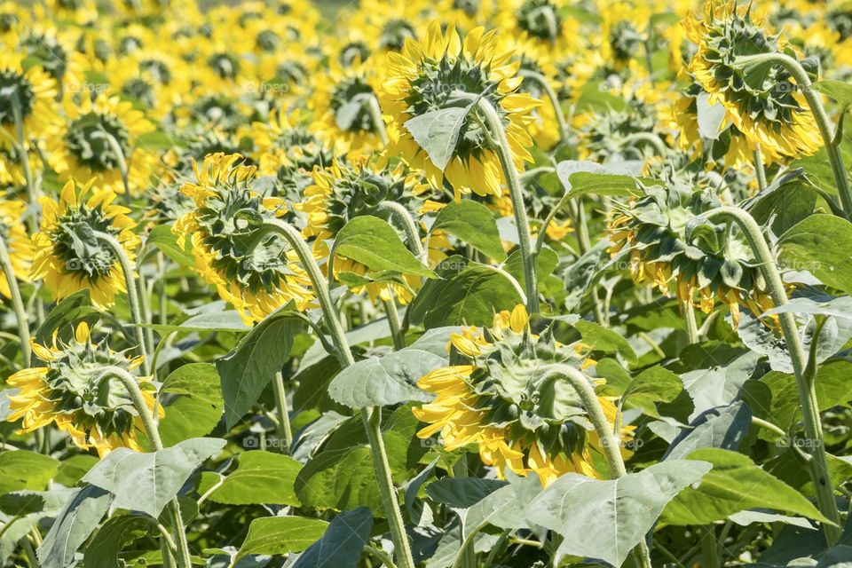 Sunflowers in the field