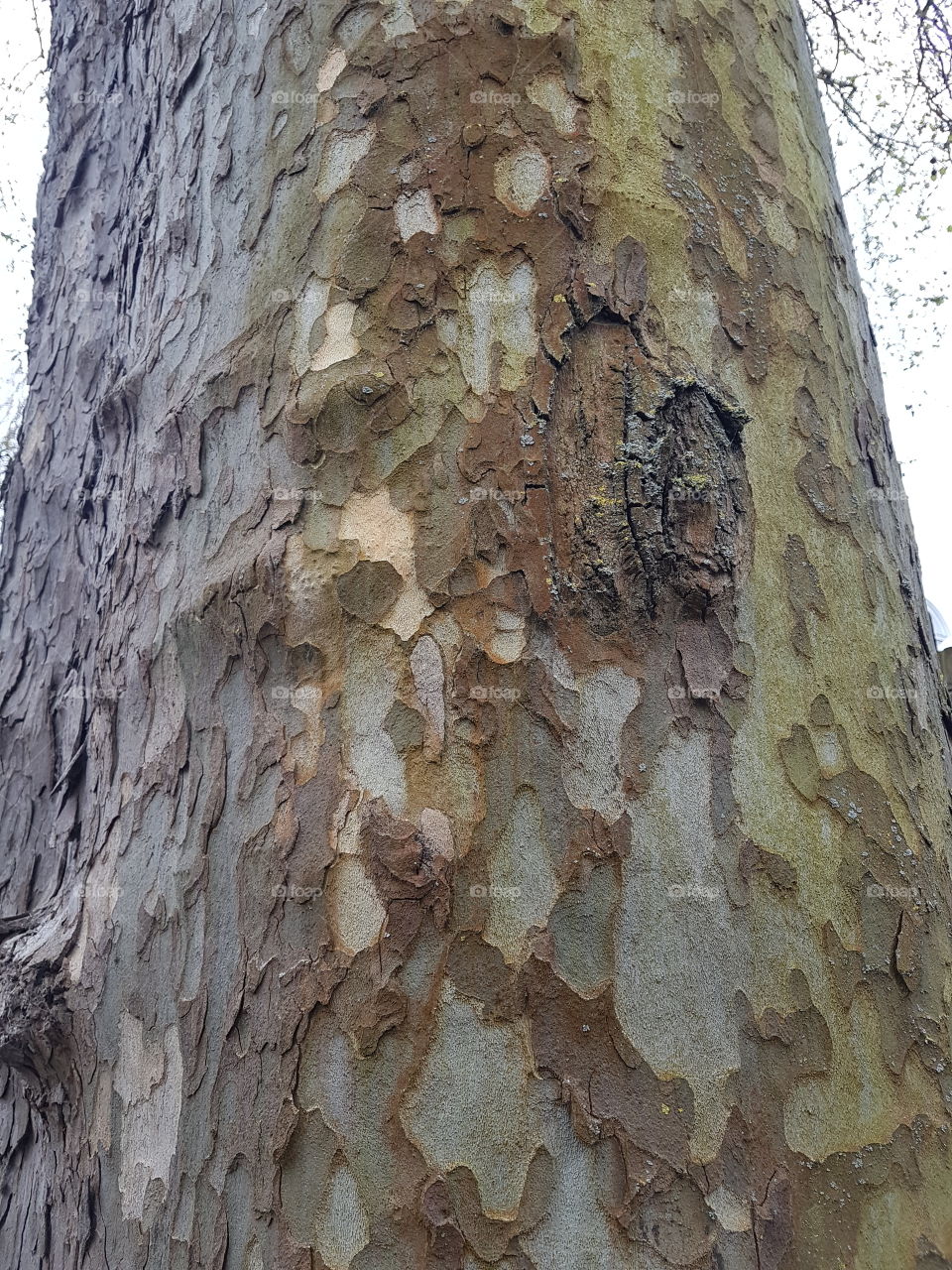Camouflage bark