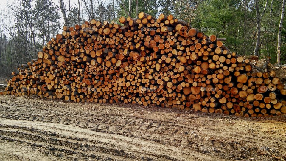 Tree, Wood, Tree Log, Desktop, Firewood