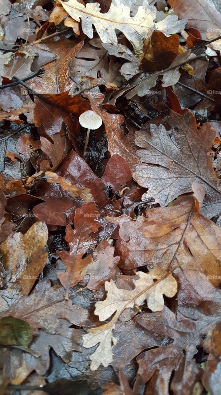 wet leaves