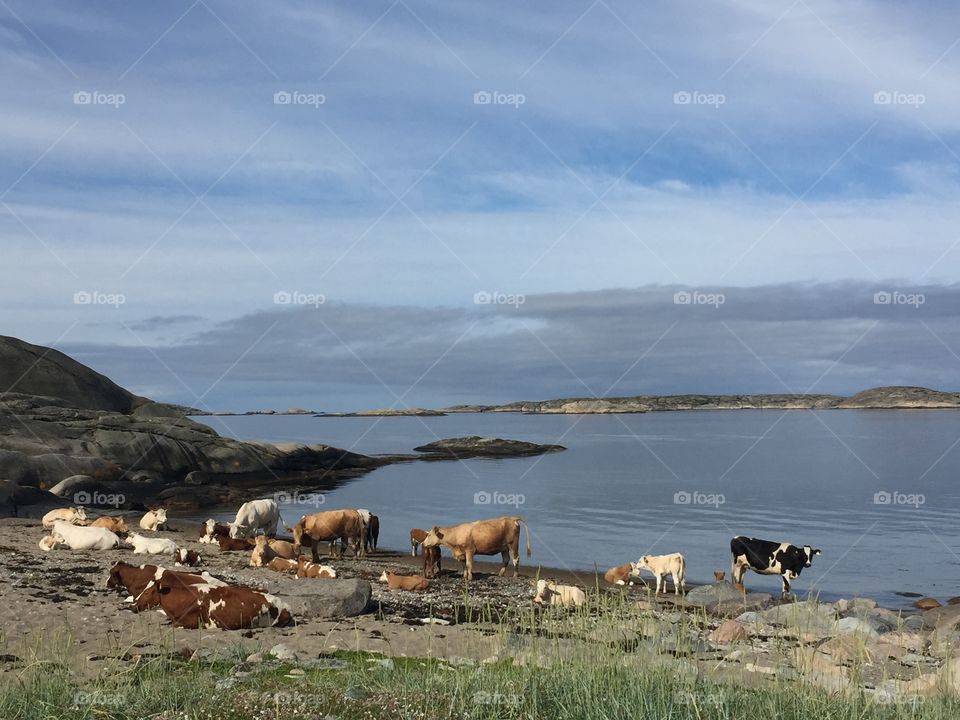 Cows on the beach