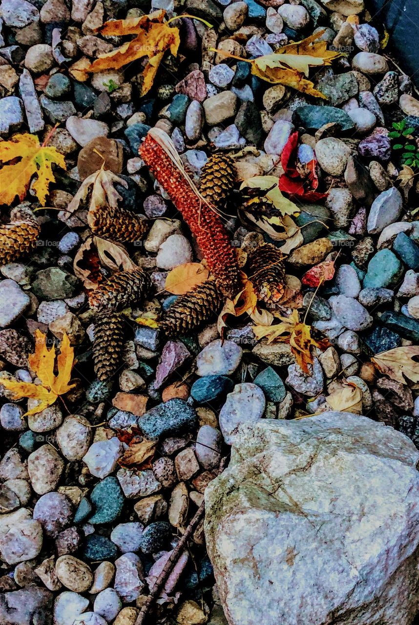 Beautiful Fall colors just lying around 