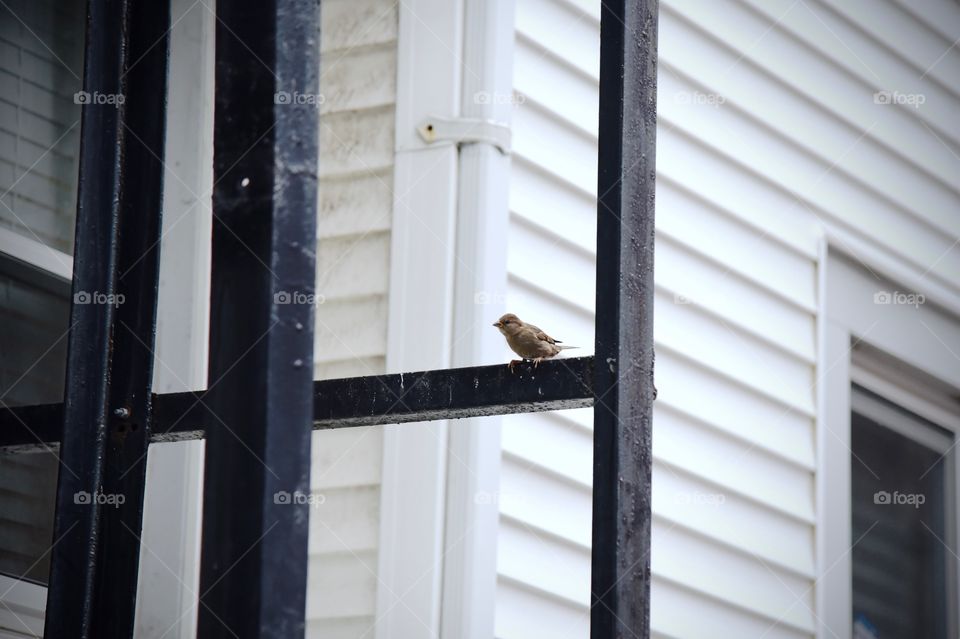 sparrow by the window 