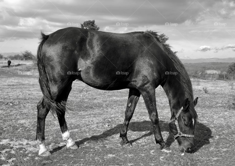 Black and white photo of horse on the meadow