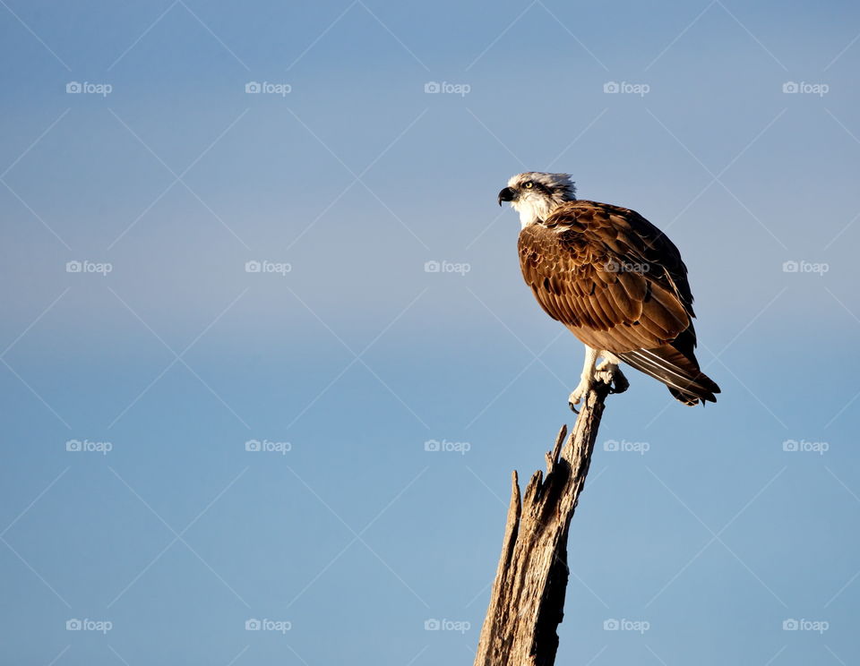 western osprey looking for food from his lookout