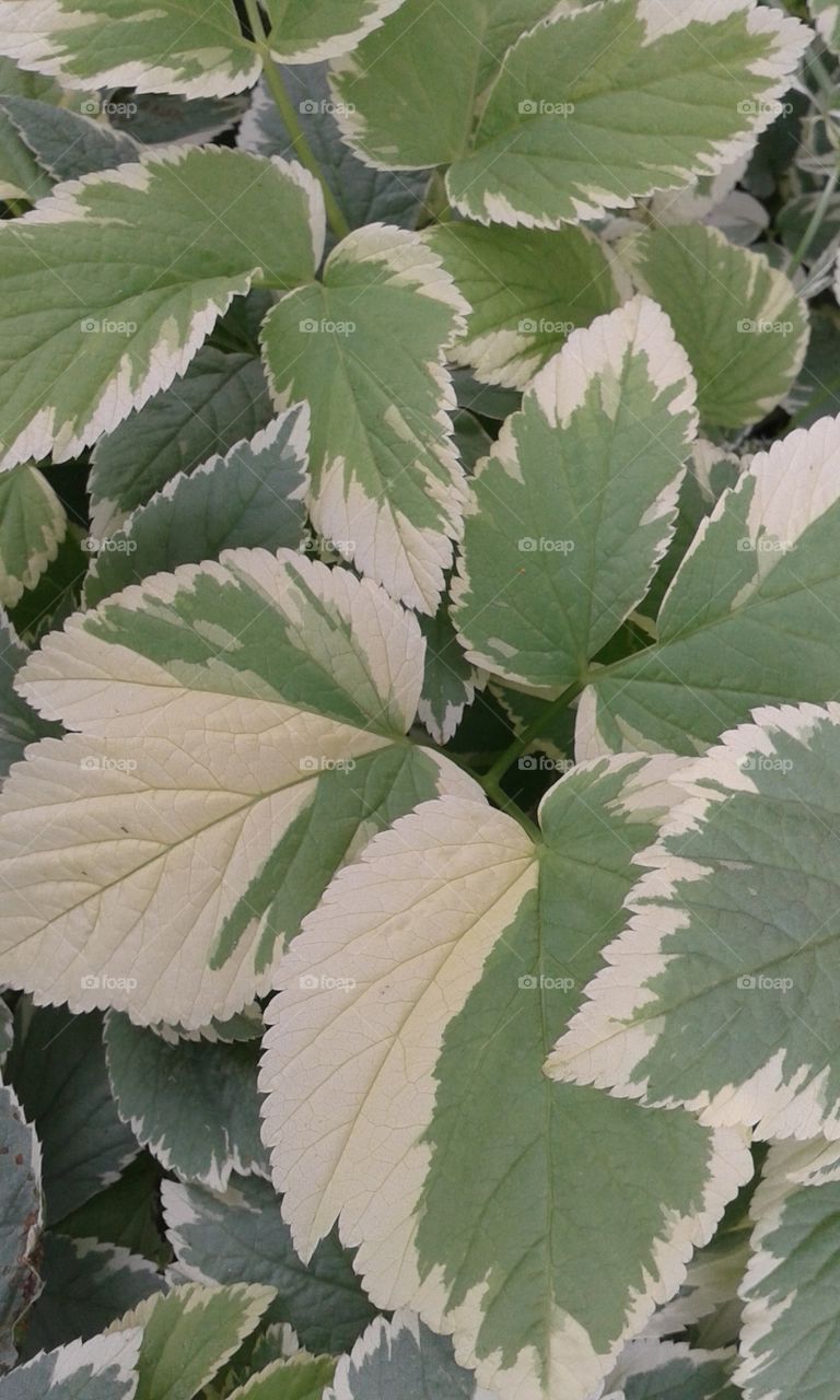 Variegated shade plant. Growing beside a shed in the cool shade.