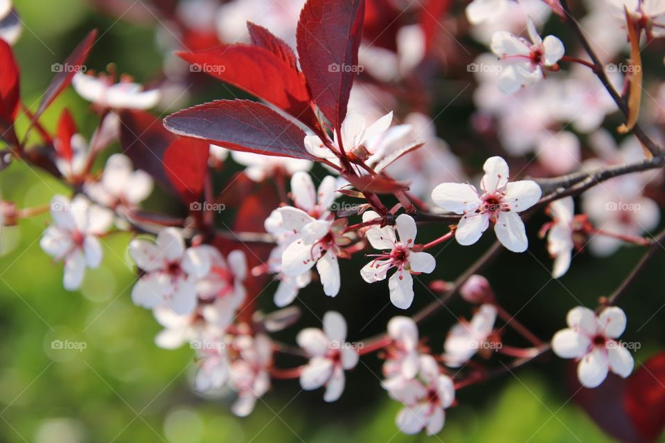 Delicate pink blossoms bloom on sand cherry tree in Spring