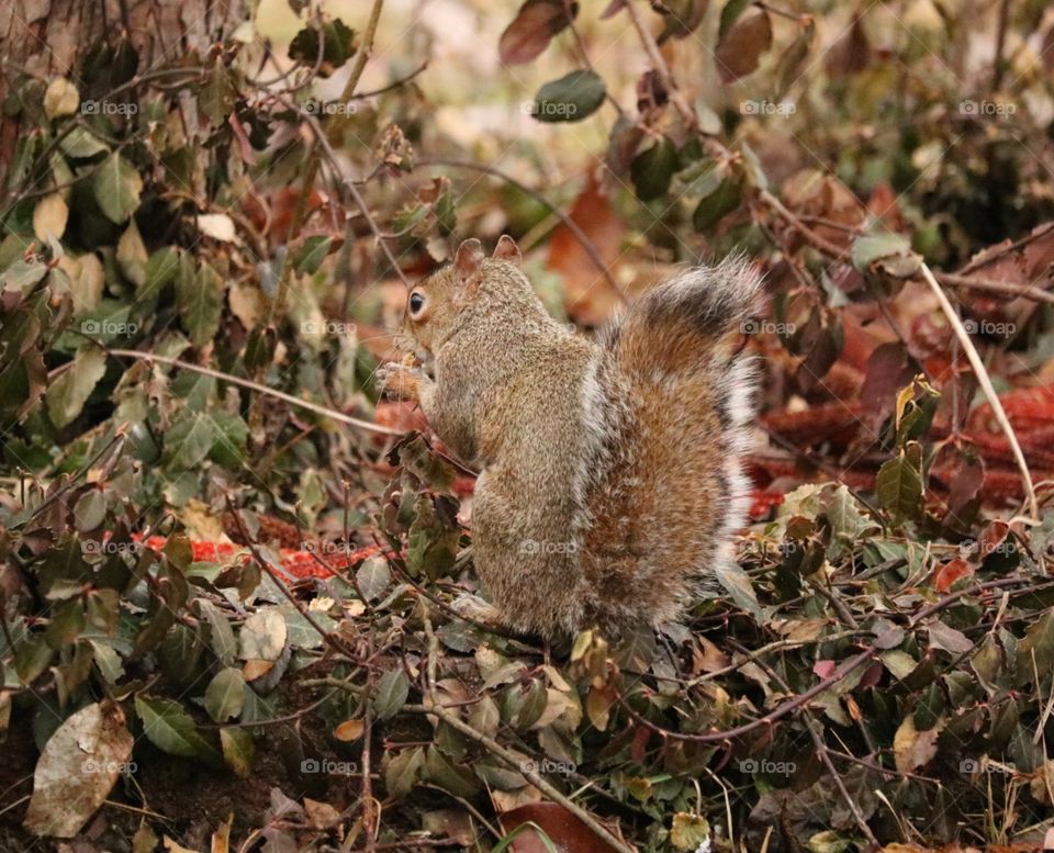 Fall beauty