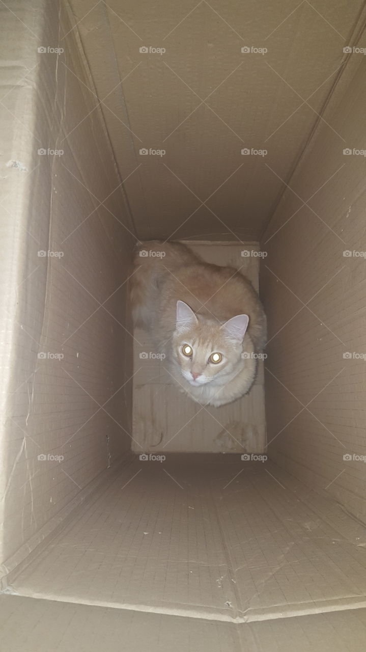 Cat in the Box