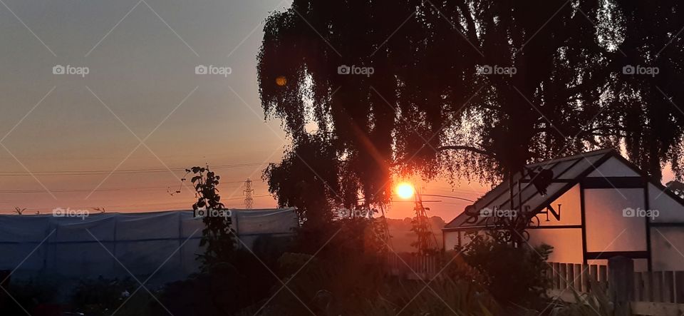 A 6am sunrise of the UK. The sun glares down, piercing through the tree.