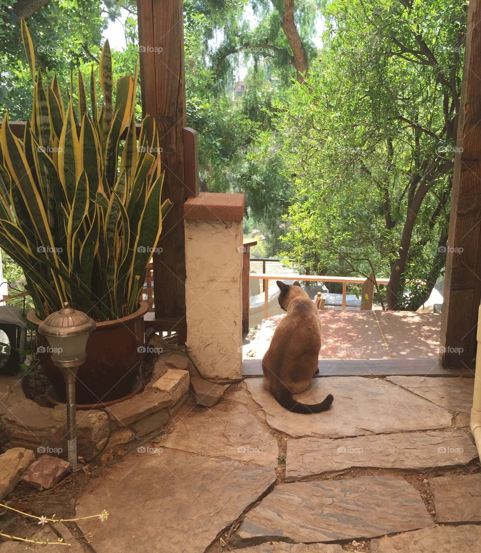 Contemplating the Garden