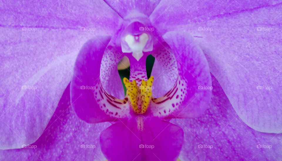 Extreme close-up of orchid flower