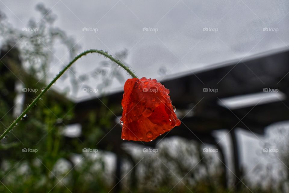 Rose from bugs eye view