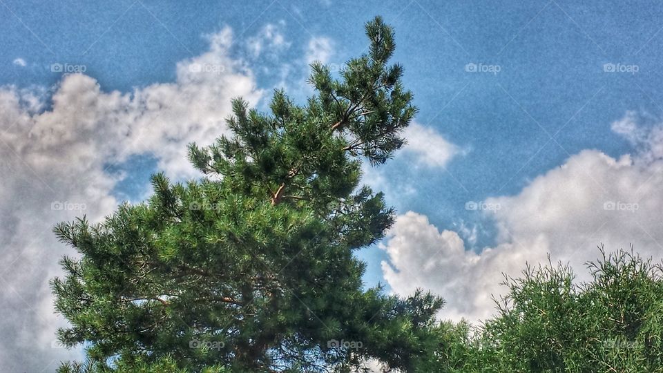 Tree Tops and Beautiful Sky