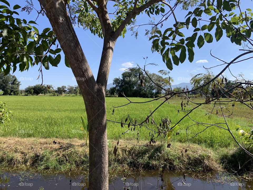 The stories of the nature, Countryside (Thailand)