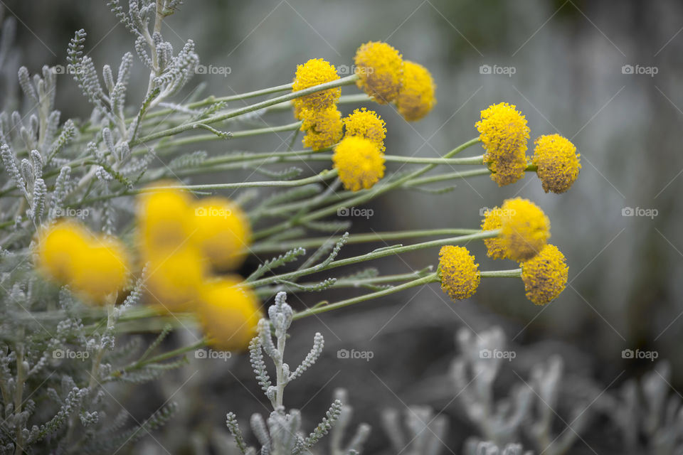 Bright yellow plant closeup portrait