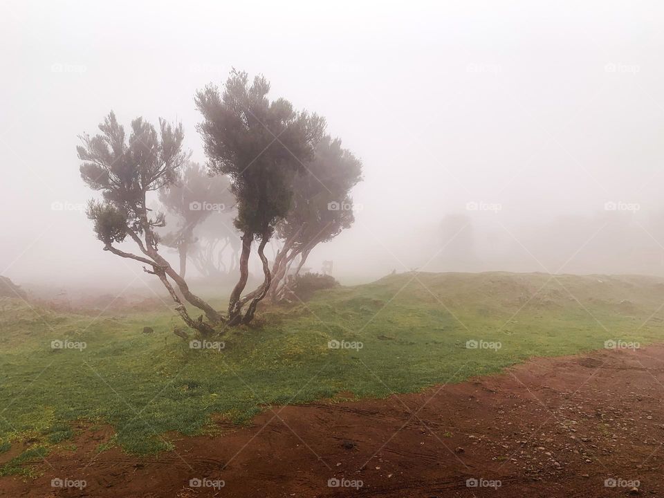 Foggy landscape 