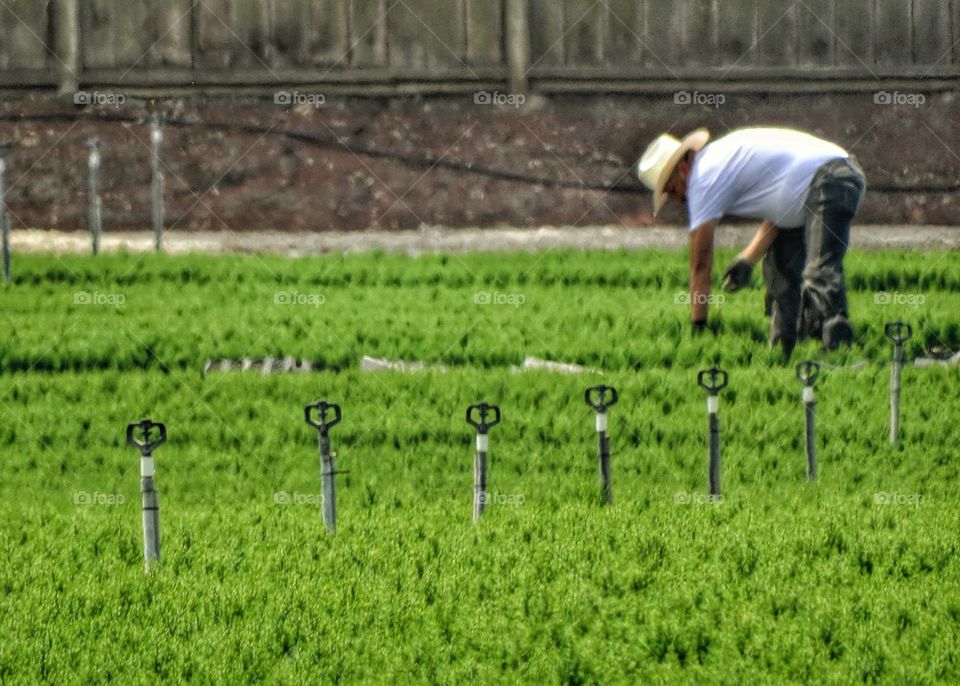 Farmworker in a California Field