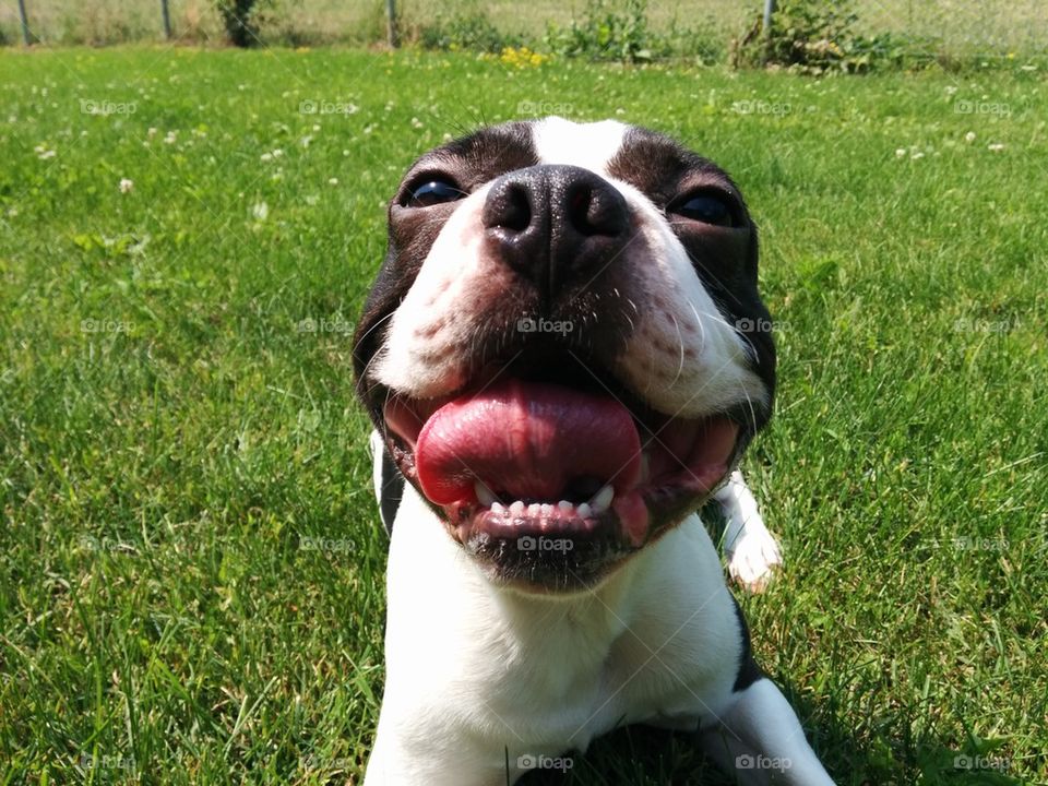 Boston terrier close up smile