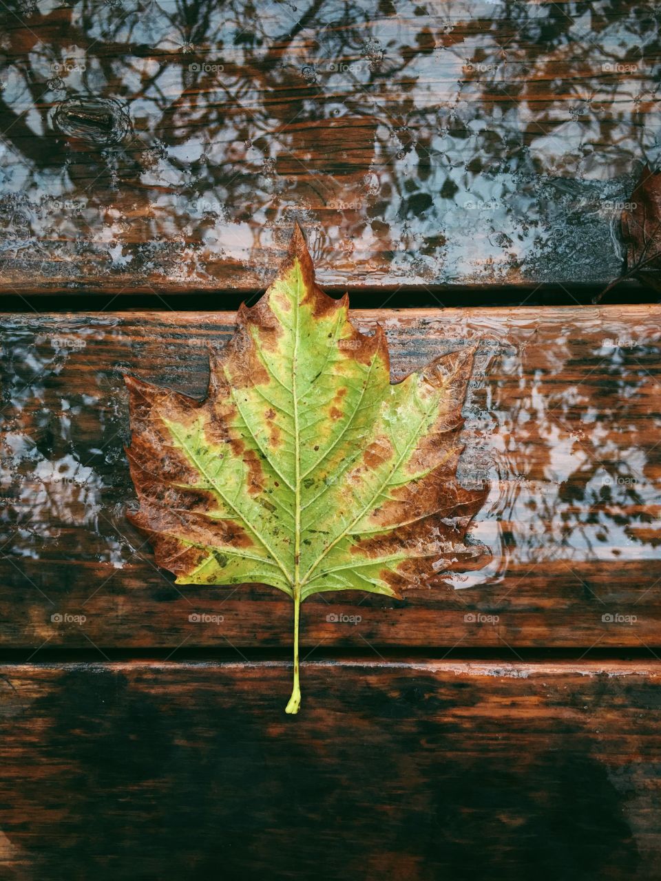 Rain soaked fall leaf laying on table