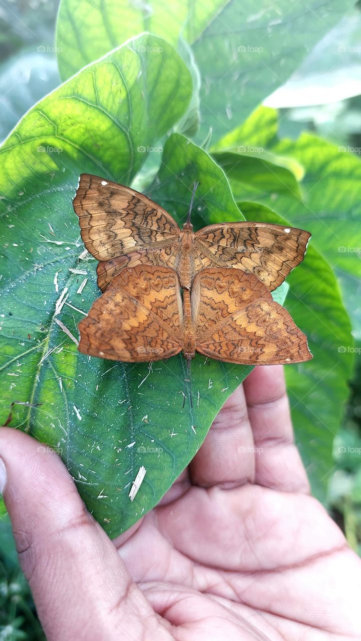 Mating of Common Castor - Ariadne merione merione Cramer