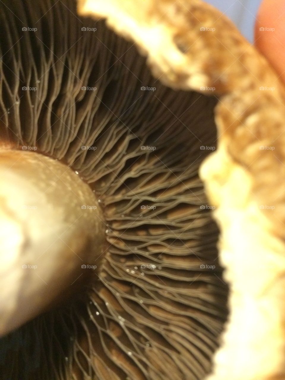 Up close mushroom