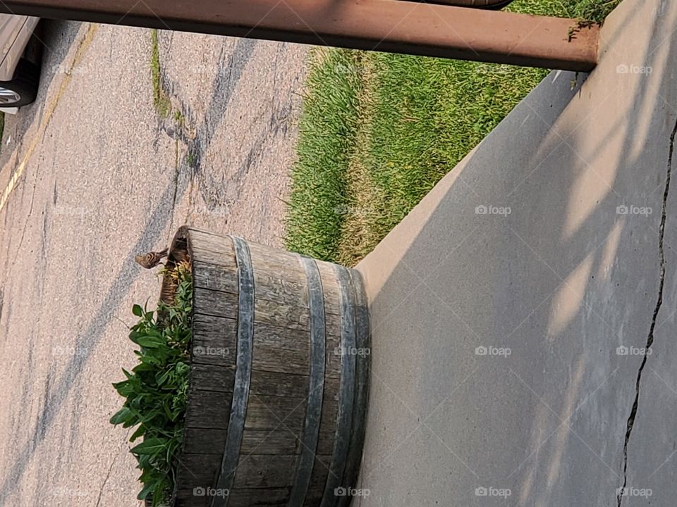 Little birdie on a whiskey barrel