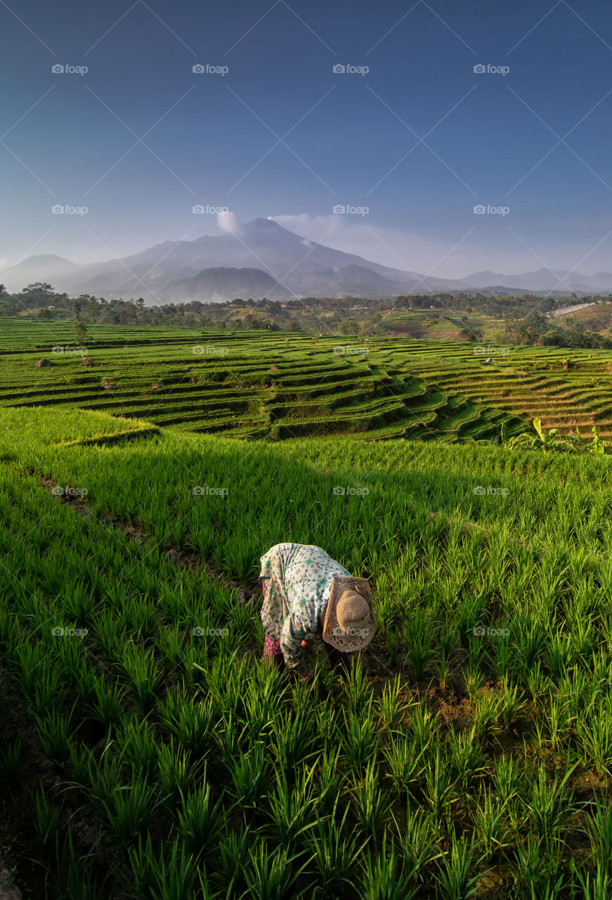 morning in farm field