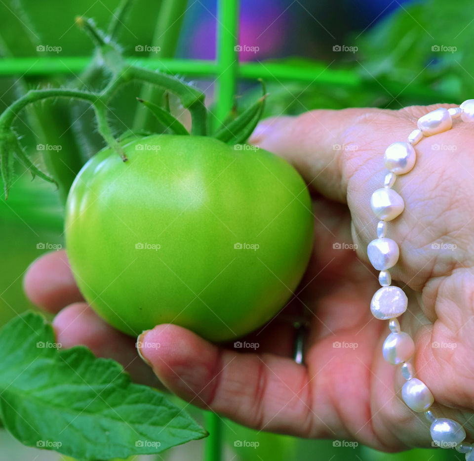 Green tomatoes in my garden
