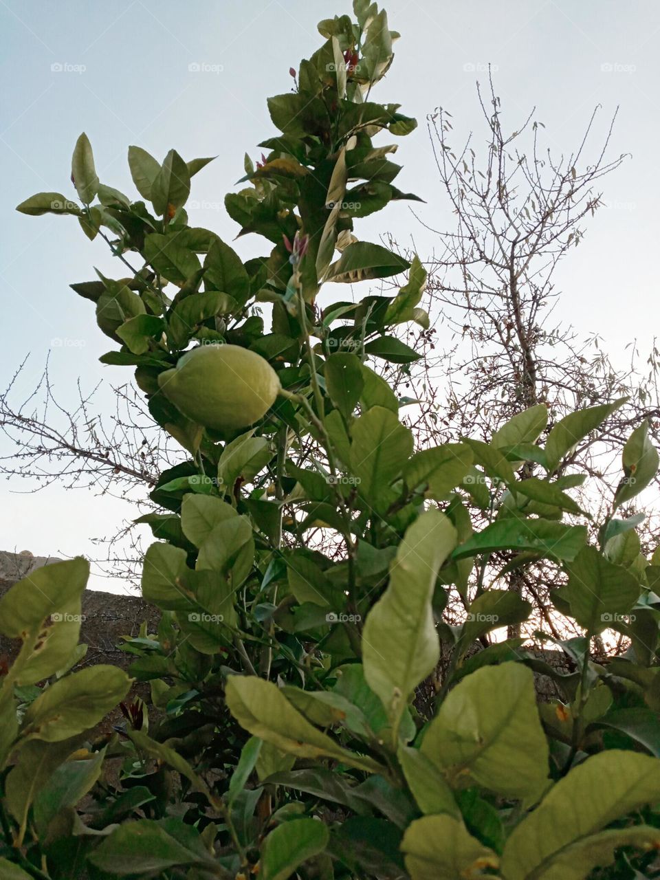 lemon tree
