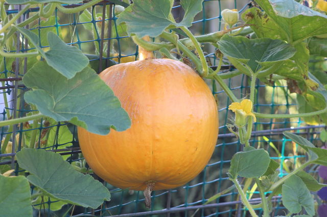 Large Pumpkin Growing on a Vine