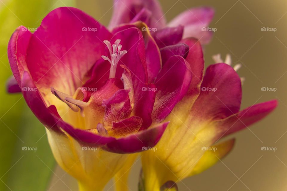 Close up of beautiful flowers