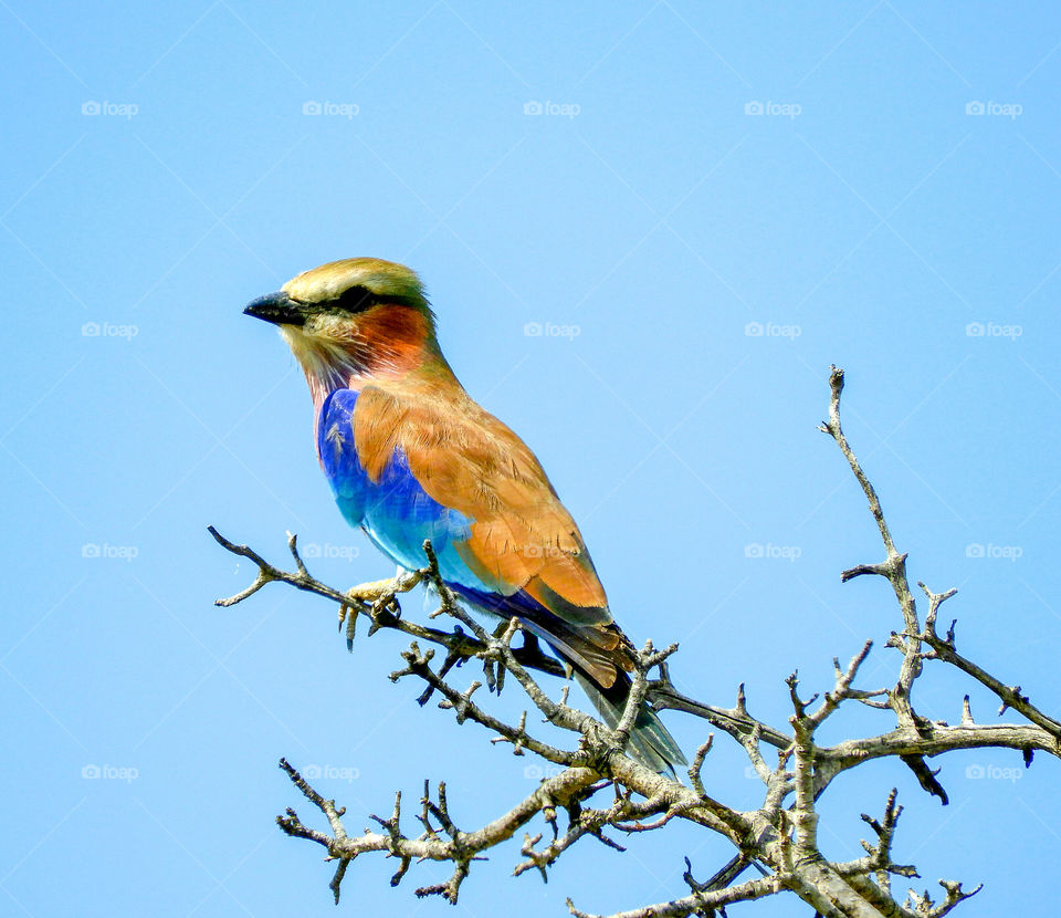Lilac-breasted roller perching on the top of a dry tree branch with a clear blue sky background in the Kruger National Park in South Africa