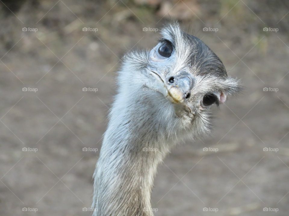 Funny ostrich looking curiously (thoughtfully?) at you