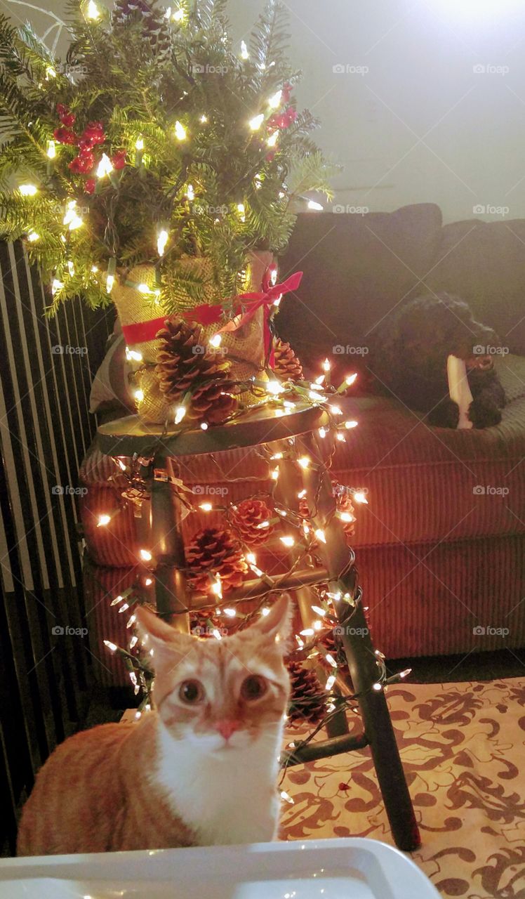 Christmas, Winter, Celebration, Decoration, Tree