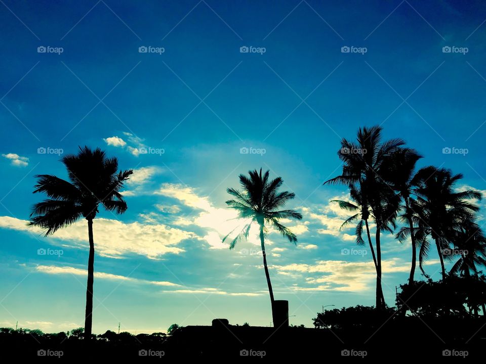 Hawaiian sun creates beautiful silhouettes of palm trees