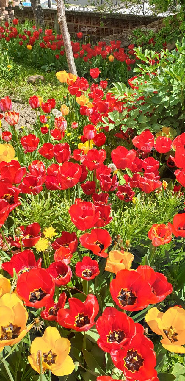 tulips in the garden