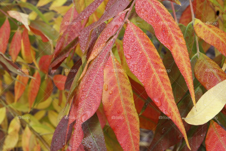 fall leaves in the morning dew