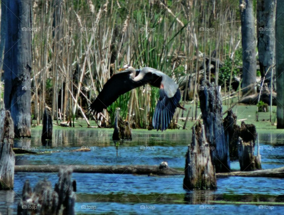 Heron Flight