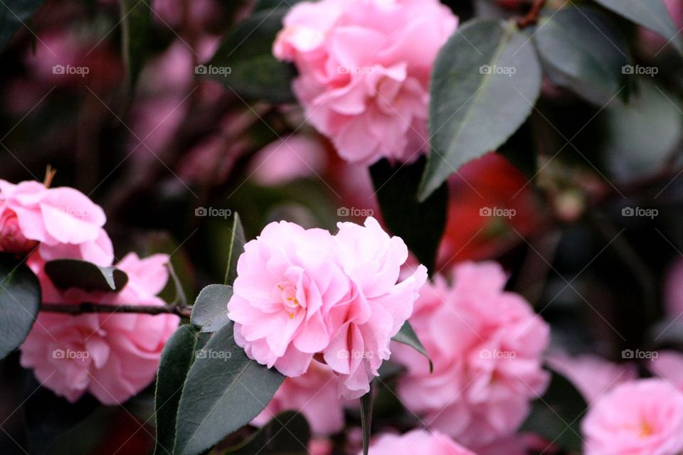 Pink camellia flowers 