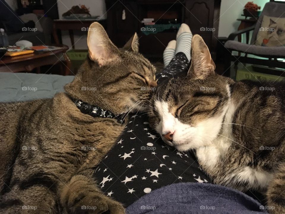 Sleepy cats
