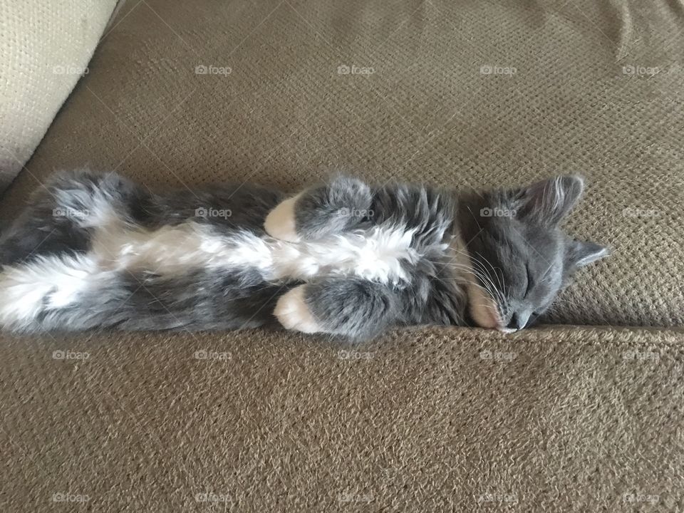 Little Gray Kitten sleeps peacefully. 