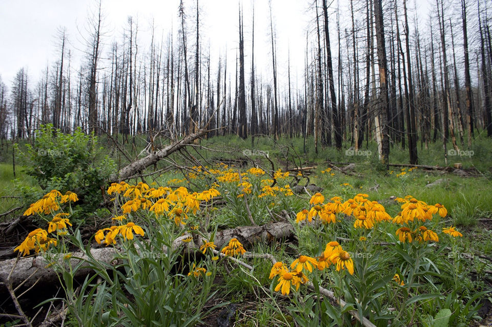Wildflowers cover the floor of the forest where a fire had burned a