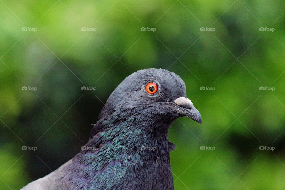 A pigeon with the most piercing eyes I've ever seen!