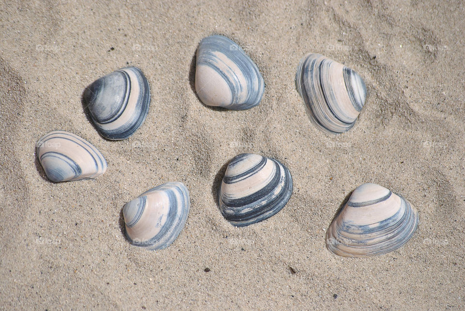 striped sea cockle shells on the beach