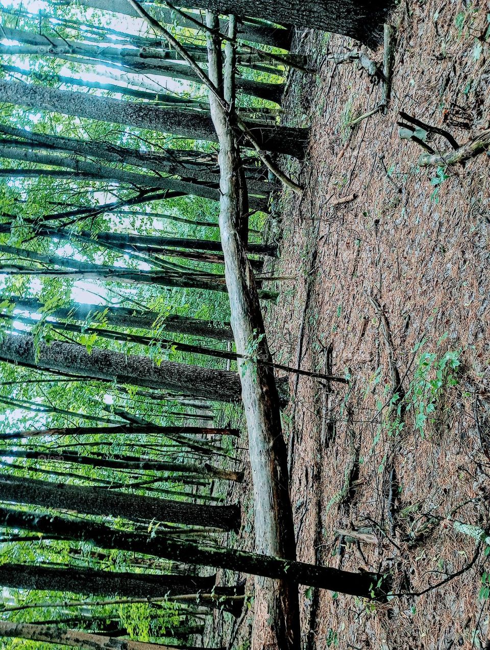 I've Fallen and Can't Get Up