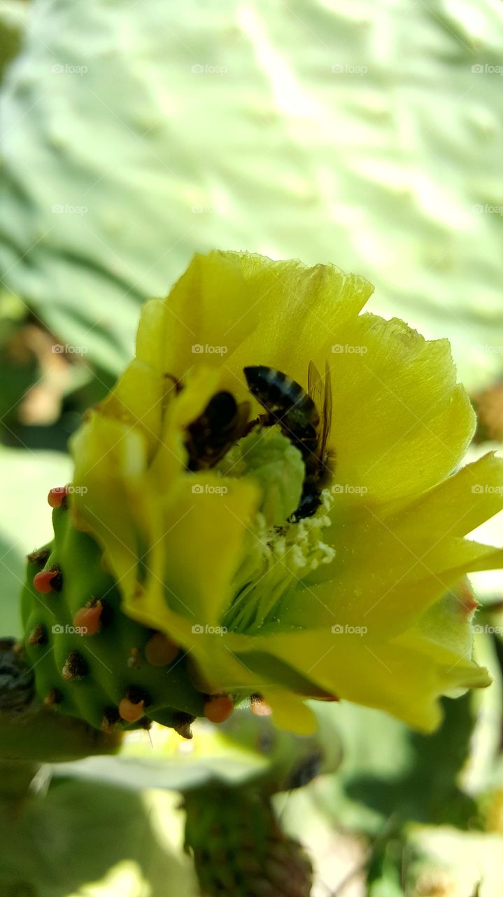 bee flowers  cactus pollinators