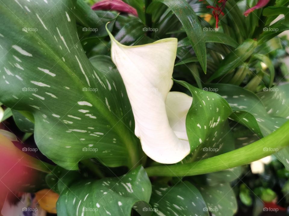 Plant green house Park colors greens