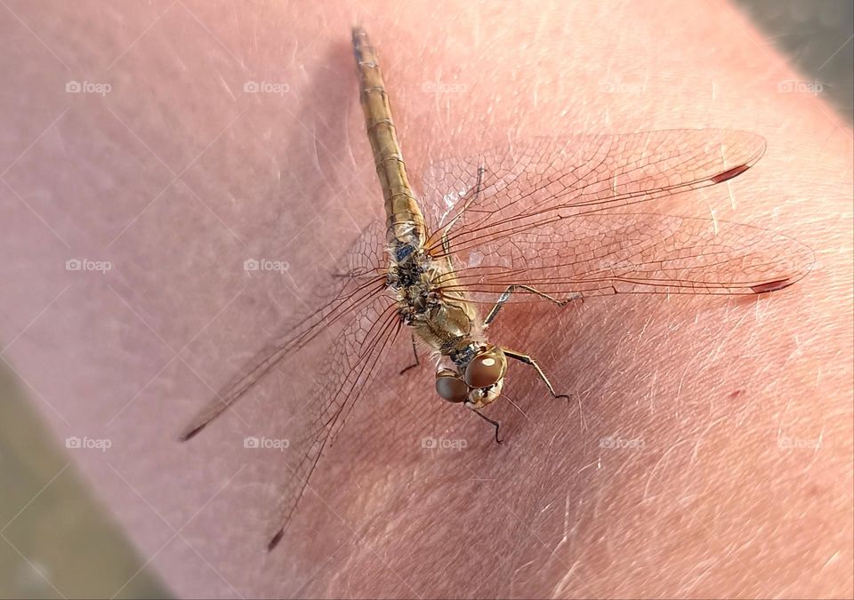 dragonfly on a skin female leg close up, beautiful eyes animal, nature lovers